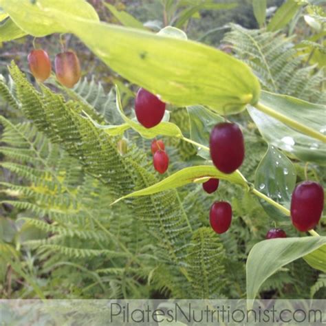 Wild Berries Of Alaska Lily Nichols Rdn