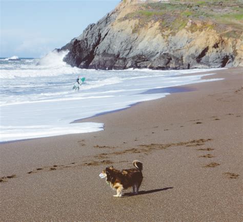 30 Best Dog Friendly Hikes In Bay Area A Locals Tried And Tested Guide
