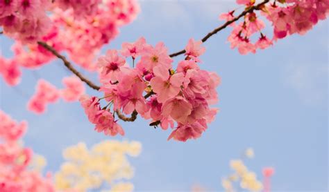 Japanese Cherry Tree Planting Pruning And Caring For