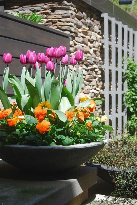 Tulip Container Garden In 2020 With Images Spring
