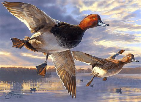 2004 2005 Federal Duck Stamp Redheads — Scot Storm Wildlife Art