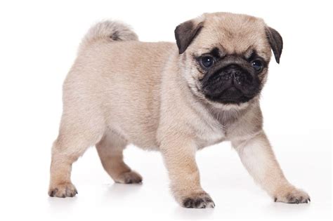 If you see one that's yours, and you would like credit or to have it removed/replaced, please. Pug Dog Wallpapers - Wallpaper Cave