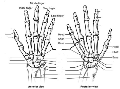 Appendicular Skeleton Hand 1 Diagram Quizlet