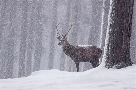 How To Photograph Winter Wildlife Nature Ttl