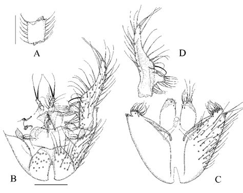 Manota Usubi Sp N Holotype A Antennal Flagellomere 4 Lateral