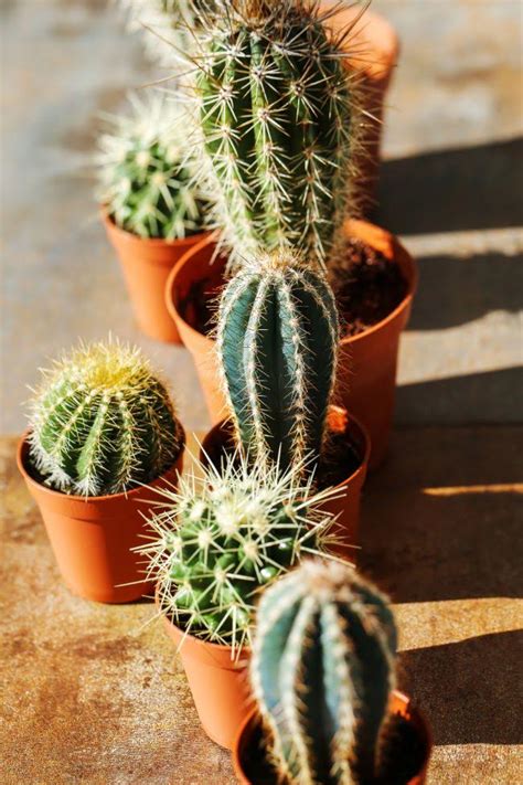 There is no need to put something on the wound, cacti heal themselves. Cactus Adaptations - How Are Cacti Adapted To The Desert ...