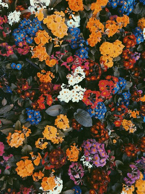 Free download latest collection of aesthetic wallpapers and backgrounds. #flowers #summer | Flower aesthetic, Flower wallpaper ...