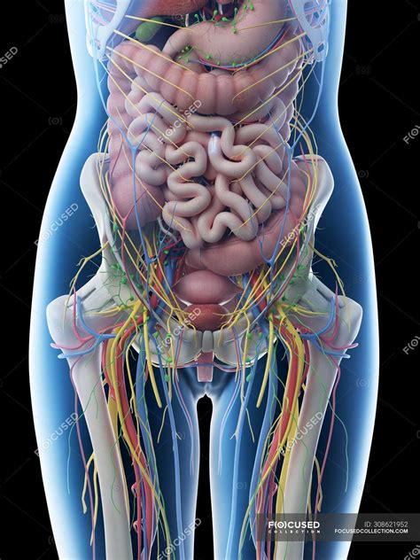 Female Abdominal Anatomy And Internal Organs Computer Illustration — Medicine Digital Stock