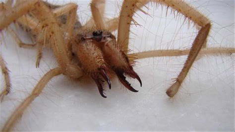 Camel Spider Pictures