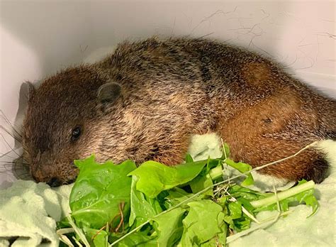 Wilmington Animal Control Officer Saves Groundhog's Life ...