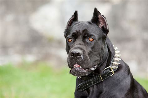 Cane Corso Dog Breed Everything About Cane Corsos