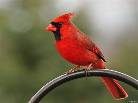 Stylist View North American Male Cardinal Birds Wallpaper