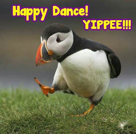 Puffin Yippee Happy Dance Baby Animals Funny Animals Cute Animals