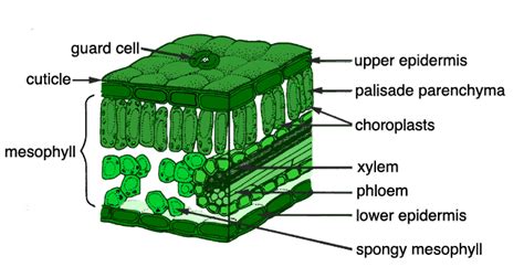 Cell contains cytoplasm, cell membrane & genetic material in nucleus. Rate of photosynthesis - GCSE Science - Marked by Teachers.com