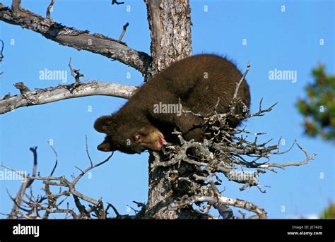 American Black Bear On Tree High Resolution Stock Photography And