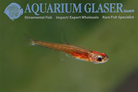 Paedocypris The Smallest Fish In The World Aquarium Glaser Gmbh