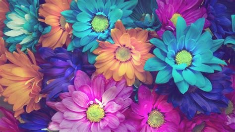 So pretty, orange, purple, lavender or white),. Flowers Colorful Petals, HD Flowers, 4k Wallpapers, Images ...
