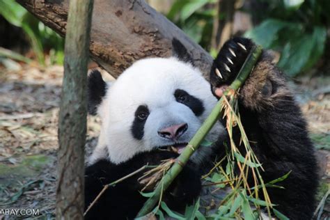 Lessons From Panda Conservation Could Help Asias Other Overlooked Bears