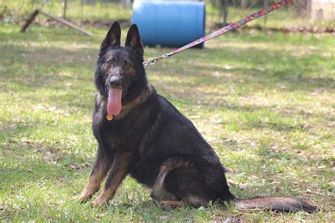 East And West German Shepherd Facts Origin And History