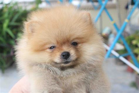 Colobomas, mild or severe deafness, microphthalmia, increased intraocular pressure and ametropia are diseases that tiny pomeranians suffer. LovelyPuppy: 20130625 Tiny Pomeranian Puppy With MKA Cert