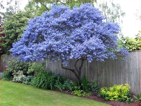 Browse our wide selection of beautiful accent trees, flowering shrubs, perennials & more. Pin on Plants