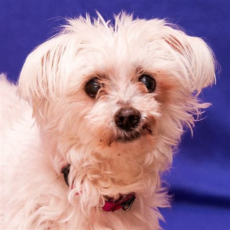 Alvin 12 Year Old Maltese Mix Looking For New Home Cbs News 8 San