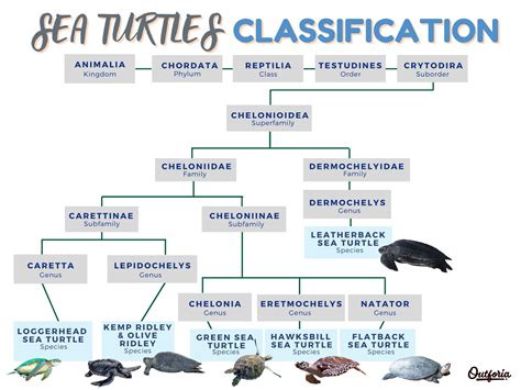 All 7 Different Types Of Sea Turtles Photos Classification And Facts