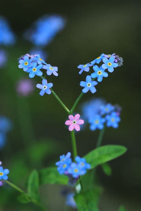 Benih bibit bunga hias forget me not haira seed. 17 Best images about Flowers - Forget-Me-Nots on Pinterest ...