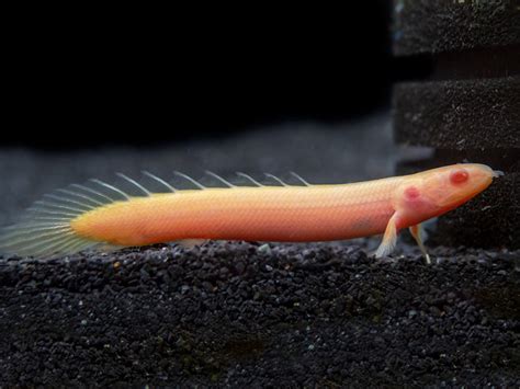 Albino Senegal Bichir Polypterus Senegalus Tank Bred