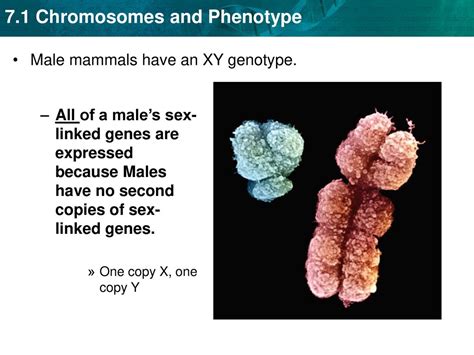 Sexually Reproducing Organisms Have Two Of Each Chromosome Ppt Download