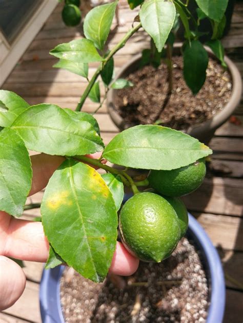 Lemon leaves can curl when the fungal diseases called powdery mildew, greasy spot, anthracnose or scab attack your tree. Yellow spots on Improved Meyer Lemon?