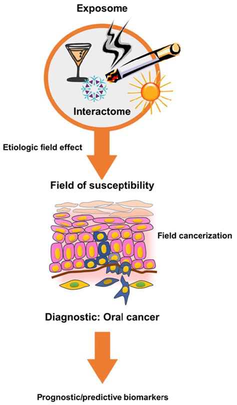 Opportunities For Biomarkers In Oral Cancer The Natural History Of