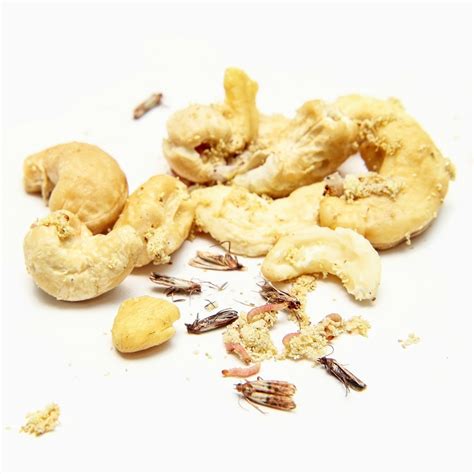 Click on the beacons below to learn more about the most common household bugs found in the kitchen, bathroom, living room and other areas of the home. Identifying Bugs in the Kitchen | ThriftyFun