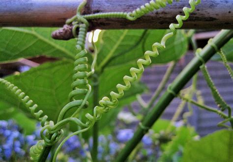 Tendrils Of A Climber Free Stock Photo Public Domain Pictures