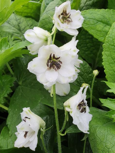 Delphinium X Cultorum Magic Fountains White Dark Bee Proctors Nursery
