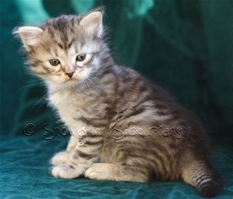 The adoption fee from siberian cat rescue group is $175.00, plus a $2.00 per day boarding fee the siberian cats posted for adoption on this site are usually from shelters or rescue groups of all. Snowgum Siberian Cats- Sebastian Sibaris of Snowgum