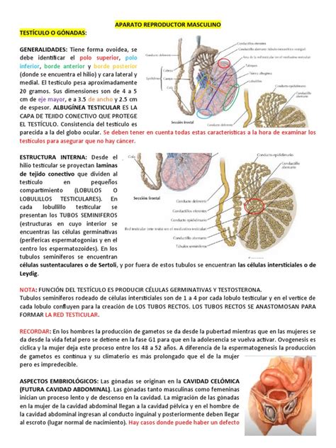 Aparato Reproductor Masculino Pdf Testículo Semen