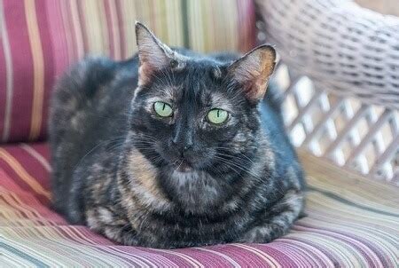 Read all about tortoiseshell cat facts, lifespan and pictures to find out what makes tortoiseshell cats so special. Caliby Cats, Calico, Tortoiseshell, Tortie, Tortico ...