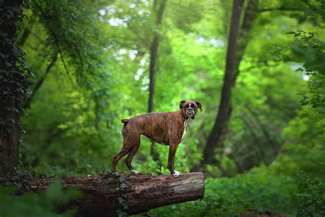 Boxer Dog Exploring The Woods Photograph By Tamas Szarka Pixels