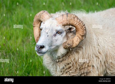 Sheep Head Iceland Hi Res Stock Photography And Images Alamy