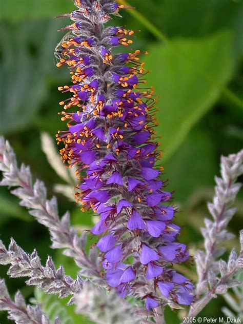 What about lead time in scrum projects. Amorpha canescens (Lead Plant): Minnesota Wildflowers