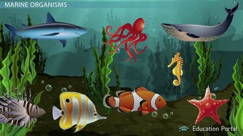 Types of Marine Organisms - Video & Lesson Transcript | Study.com