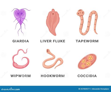 Human Intestinal Parasites Set Infographic Scheme Names Vector Flat Medical Internal Infection