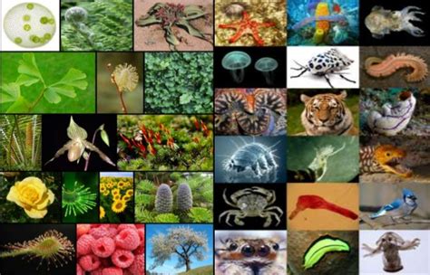 Faktor Penyebab Hilangnya Keanekaragaman Hayati Berupa Spesies Endemik
