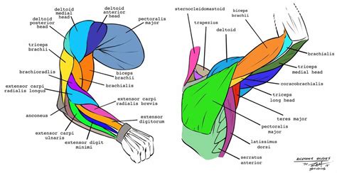 Long bones, short bones, and flat gross anatomy of axial skeleton. Arm Anatomy Studies by robertmarzullo on DeviantArt | Arm ...