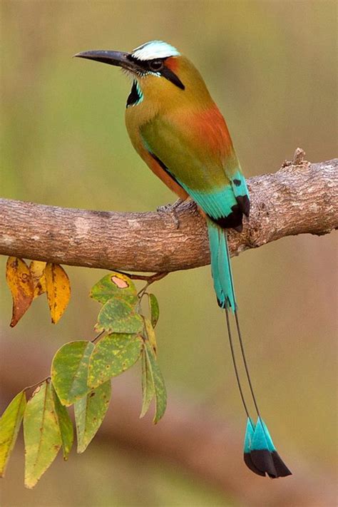 El Torogóz Ave Nacional De El Salvador Torogóz National Bird Of El