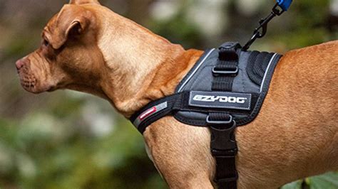 The 5 Most Comfortable Dog Harnesses
