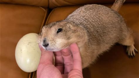 Prairie Dog Lays First Egg Big Ounce Was Pregnant Youtube