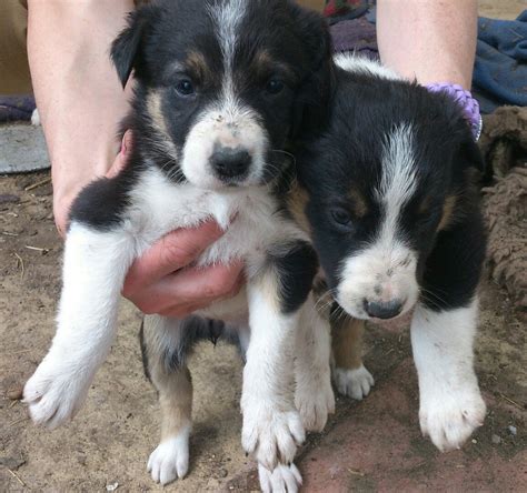 Images of border collie puppies. border collie puppies for sale | Preston, Lancashire | Pets4Homes