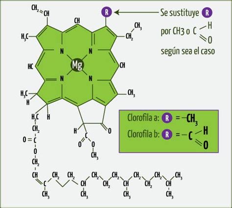 Química de la Clorofila by Rafael B